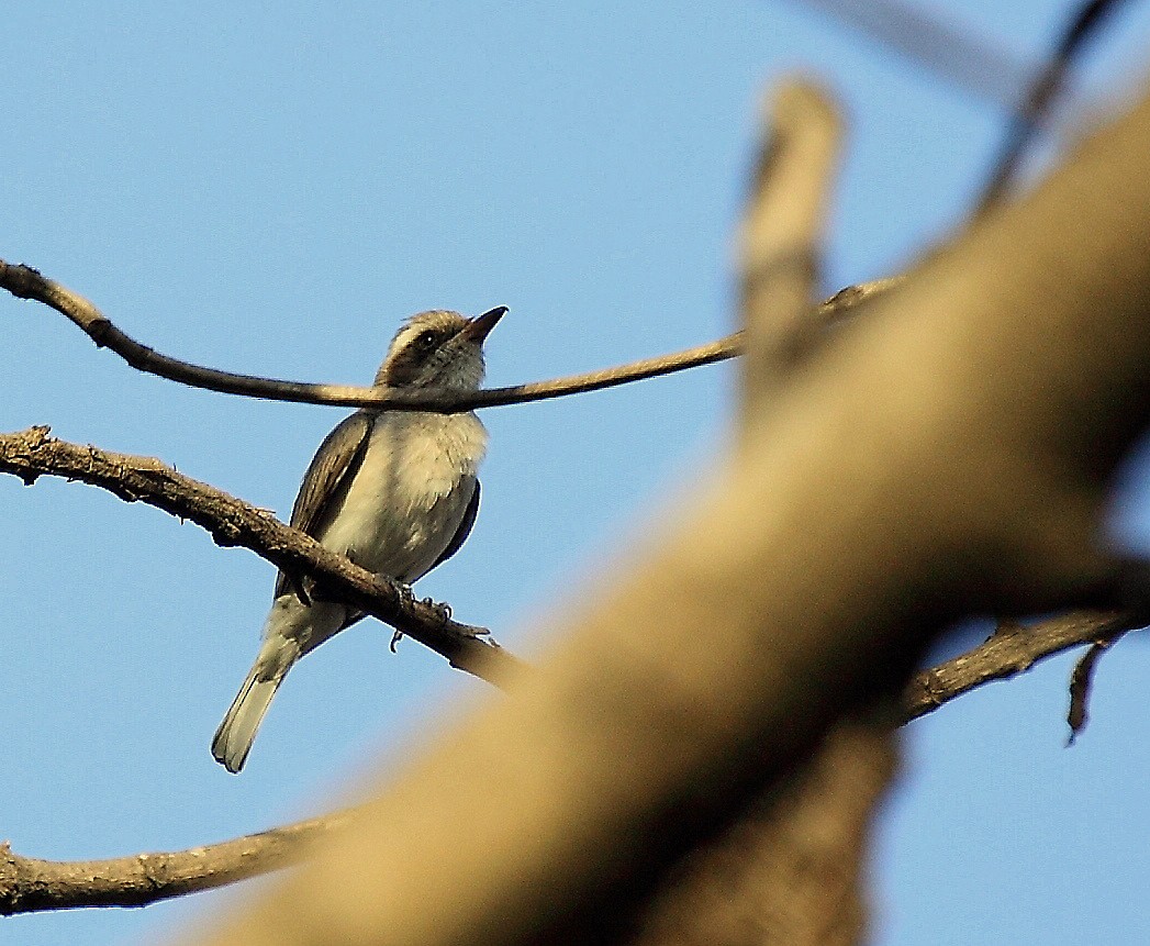 Common Woodshrike - ML205209451