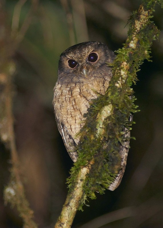 Cinnamon Screech-Owl - ML205209571