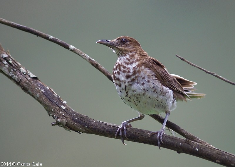 Marañon Thrush - ML205209681