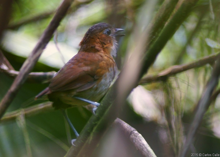 Rusty-tinged Antpitta - Carlos Calle Quispe