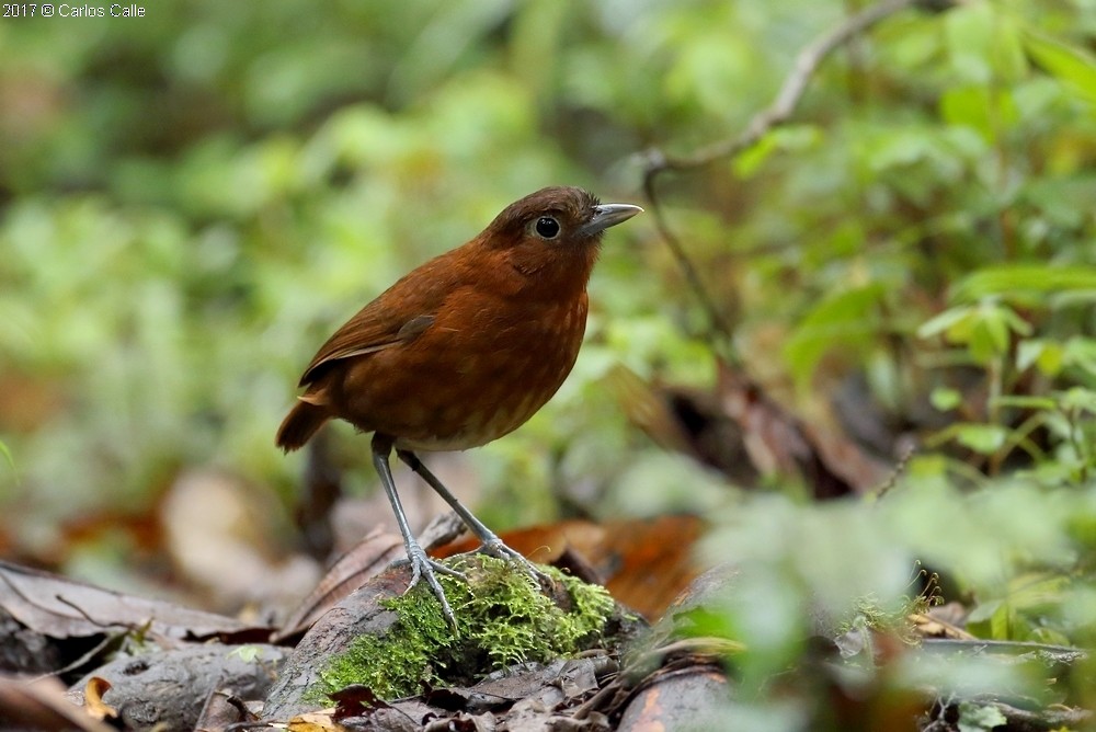 Bay Antpitta - Carlos Calle Quispe