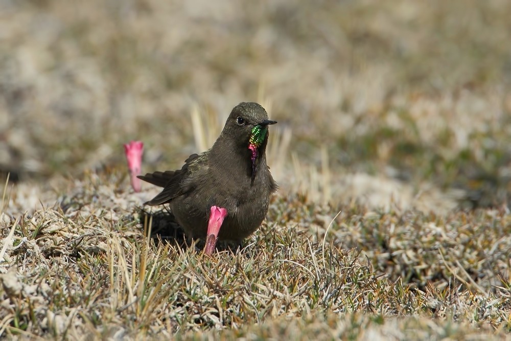 olivennålkolibri - ML205209851