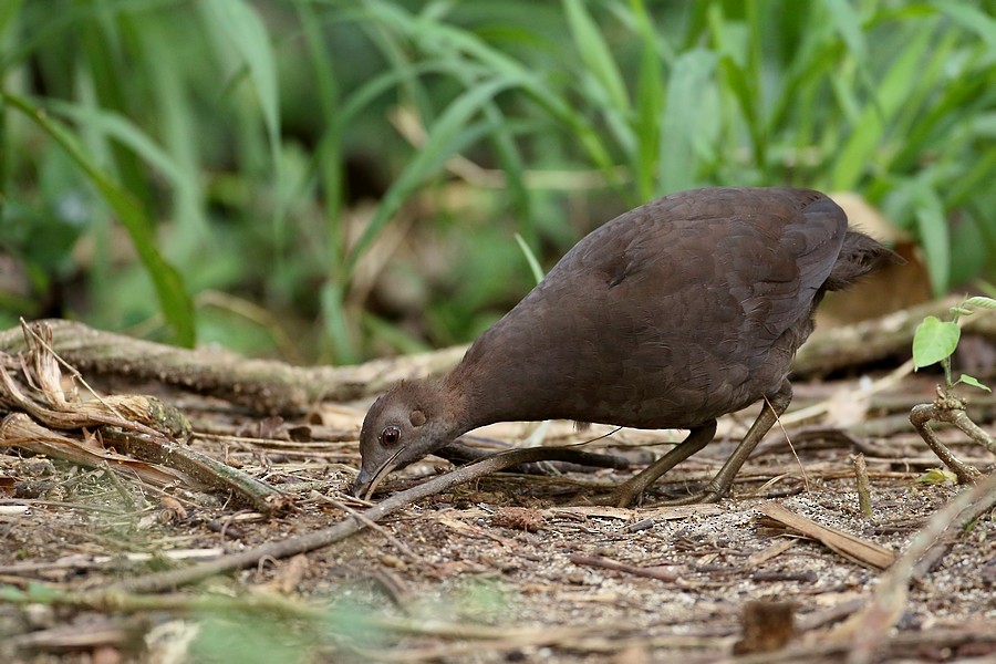 Cinereous Tinamou - ML205209861