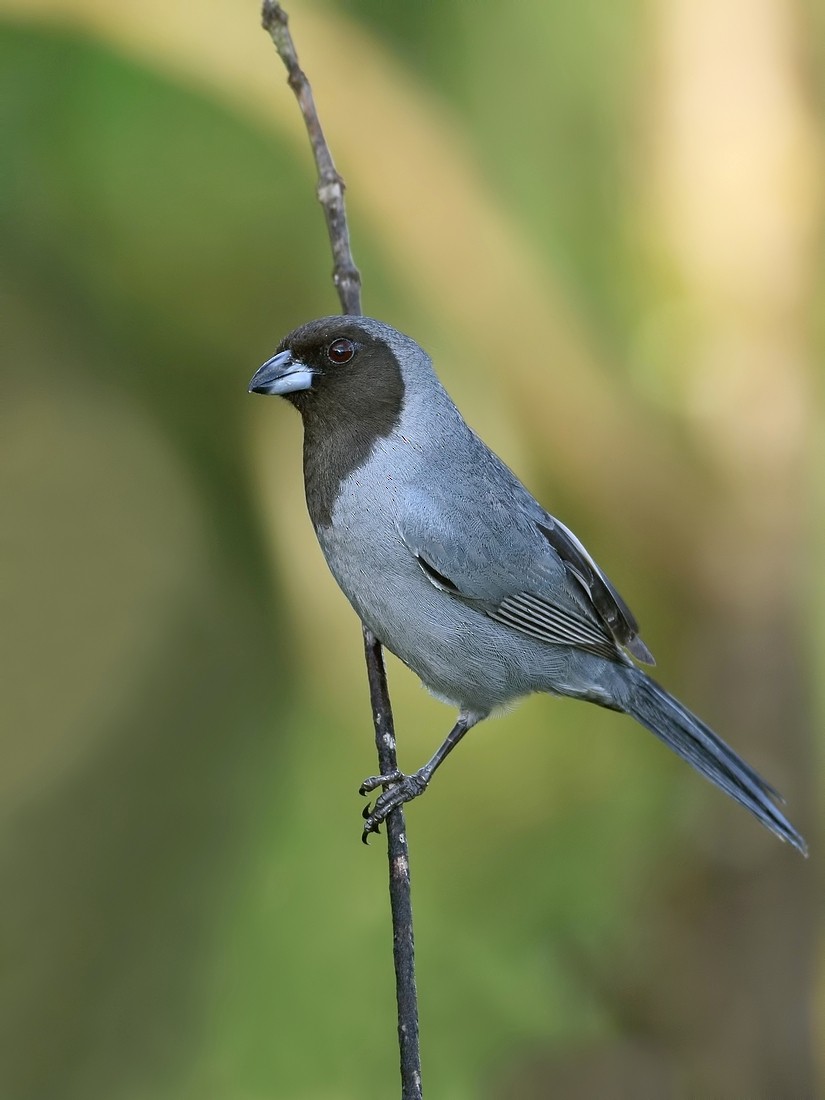 Black-faced Tanager - Carlos Calle Quispe