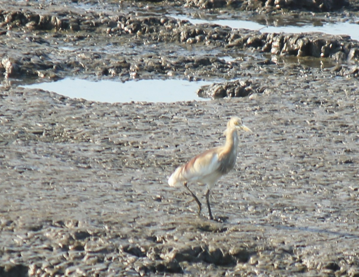 Indian Pond-Heron - ML205209881