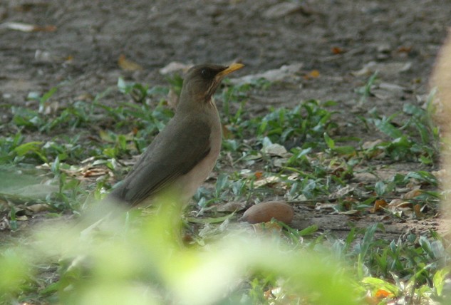 Creamy-bellied Thrush - ML205210211