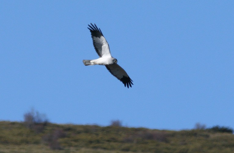 Hen Harrier - ML205210241