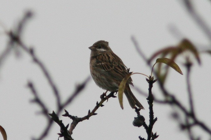 Pine Bunting - ML205210331