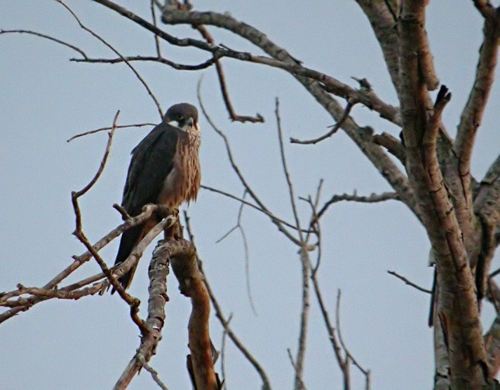 Eleonora's Falcon - ML205210341