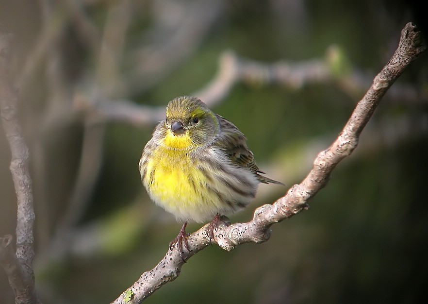 European Serin - ML205210391