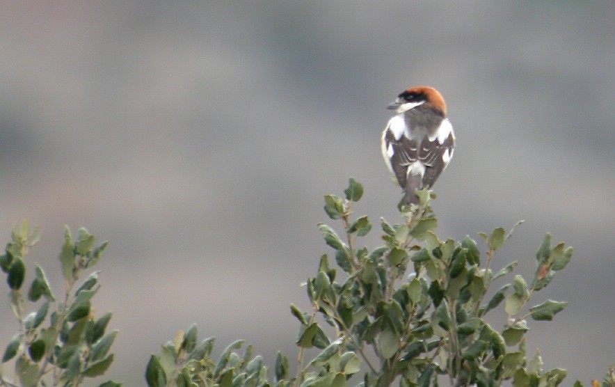 Woodchat Shrike - ML205210441