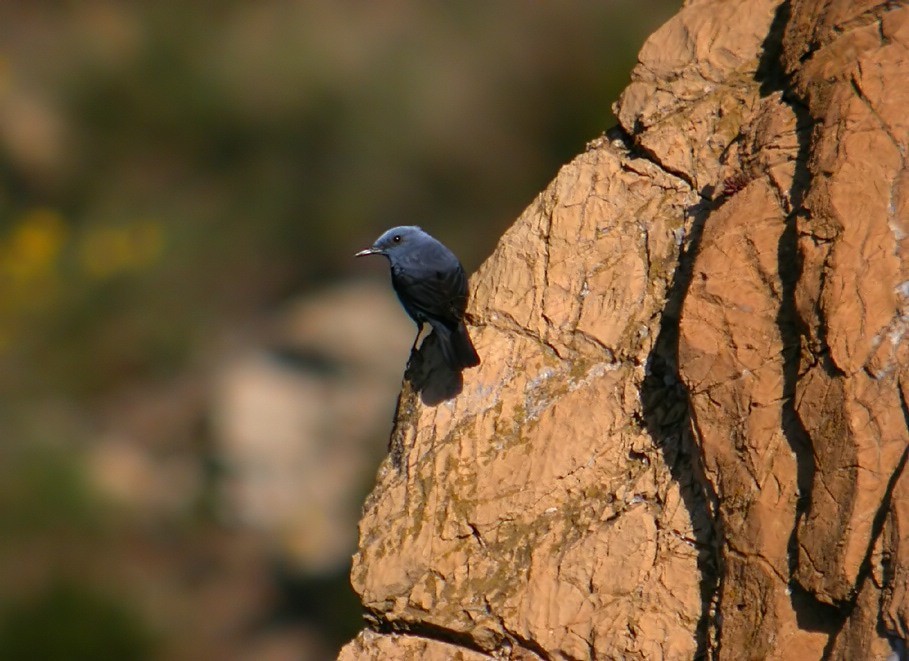 Blue Rock-Thrush - ML205210591