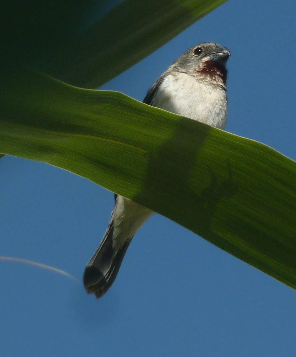 Chestnut-throated Seedeater - Carlo Castellani