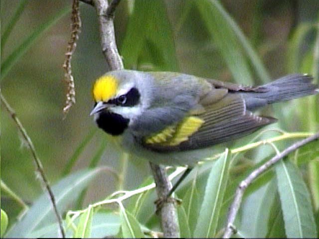 Golden-winged Warbler - ML205211001