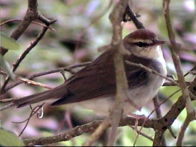 Swainson's Warbler - ML205211011