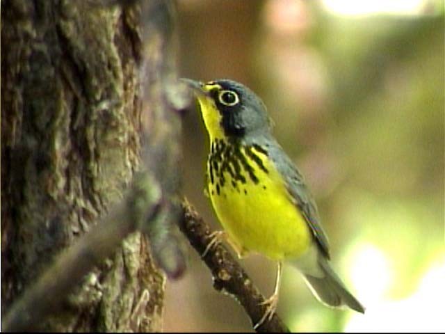 Canada Warbler - ML205211021