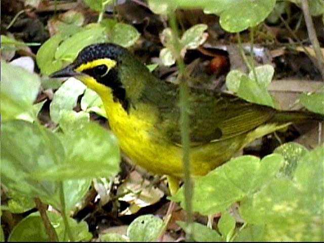 Kentucky Warbler - ML205211031