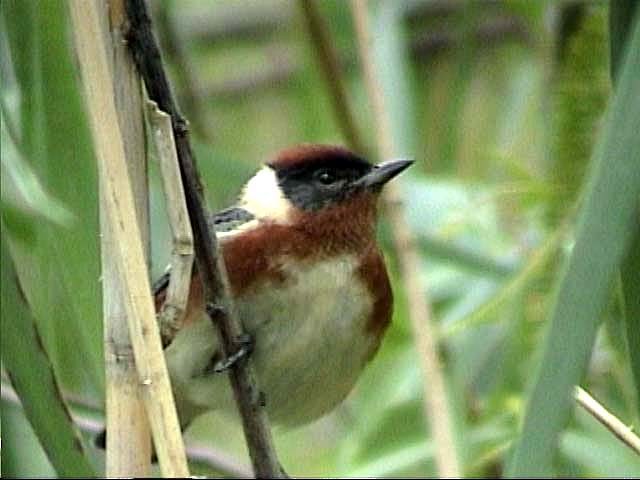 Bay-breasted Warbler - ML205211041
