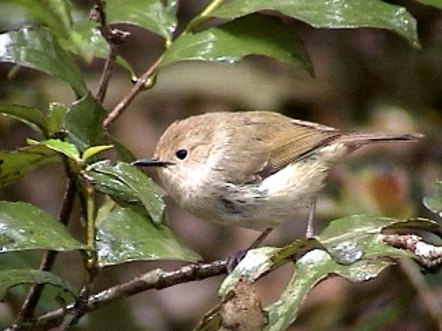 Large-billed Scrubwren - ML205211051