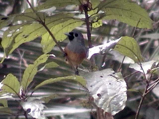 Black-faced Monarch - ML205211061