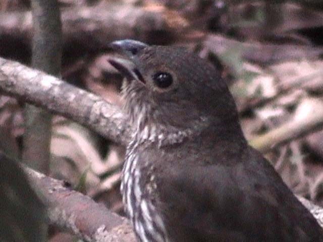 Tooth-billed Bowerbird - ML205211071