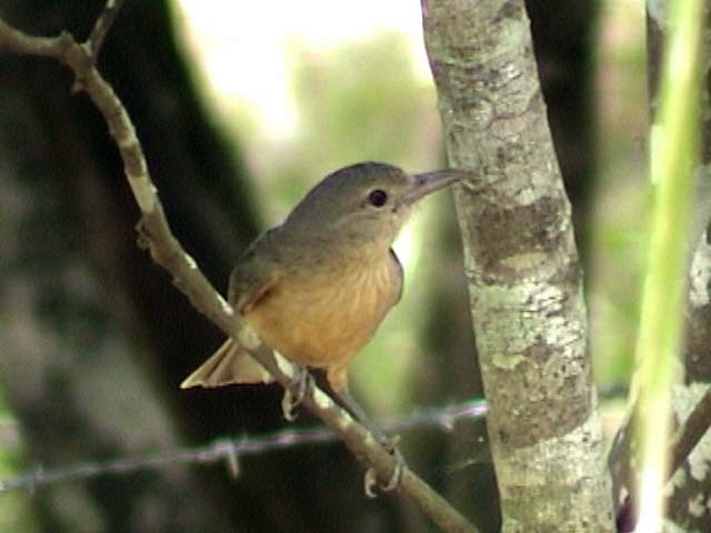 Bower's Shrikethrush - ML205211101