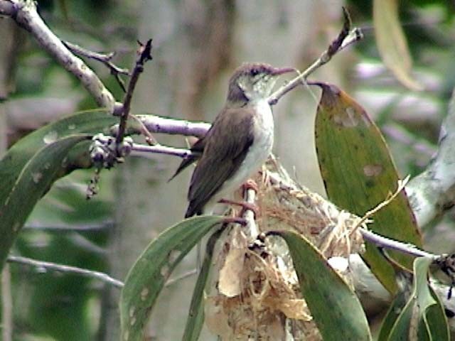 Brown-backed Honeyeater - ML205211111