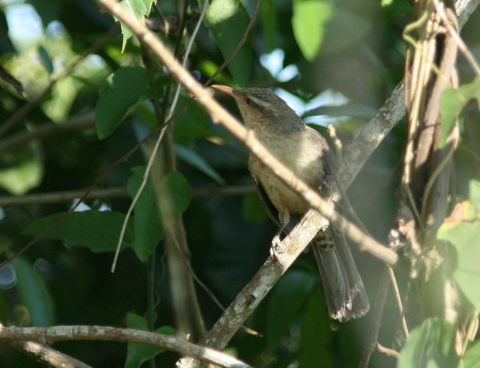 Cucarachero Turdino - ML205212601