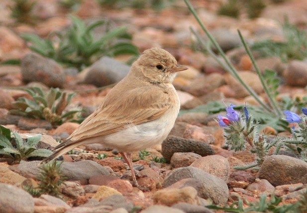 Bar-tailed Lark - ML205212741