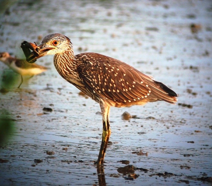 Yellow-crowned Night Heron - ML205213031