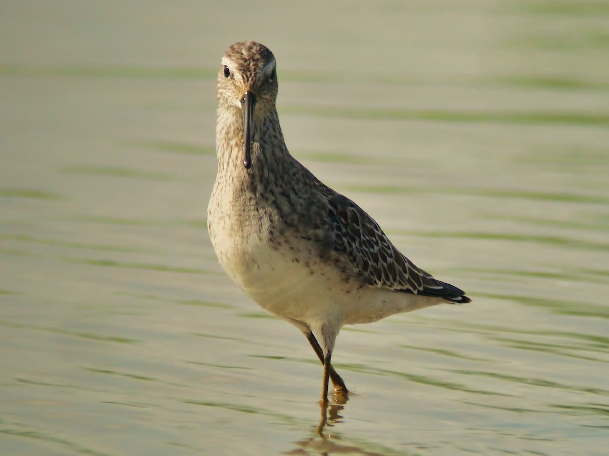 Stilt Sandpiper - ML205213071