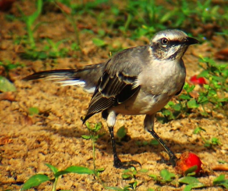 Tropical Mockingbird - ML205213101