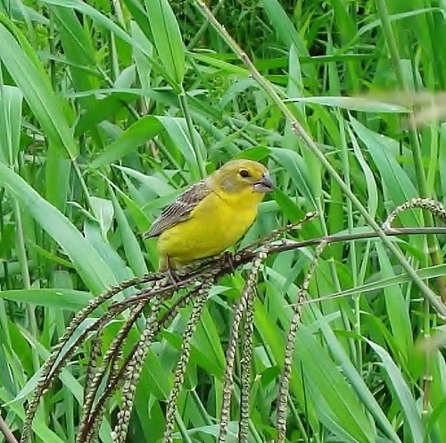 Grassland Yellow-Finch - ML205213241