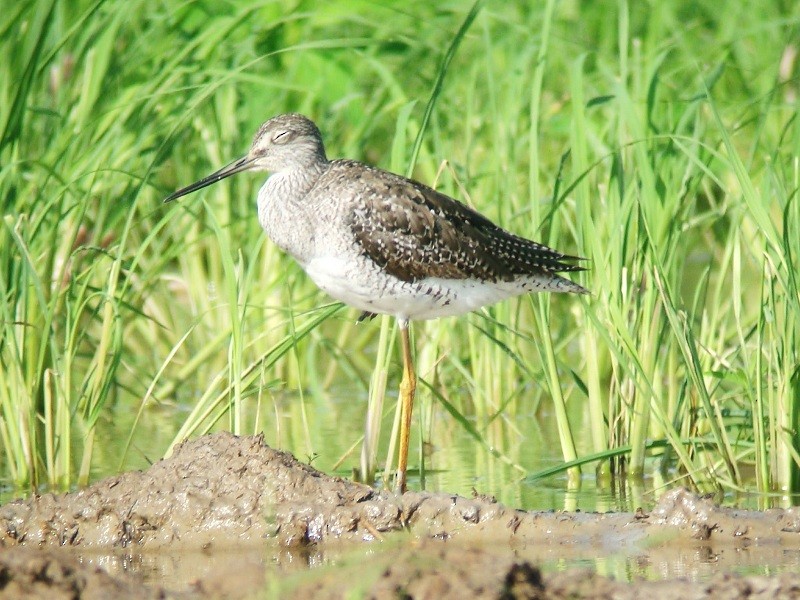 Greater Yellowlegs - ML205213451