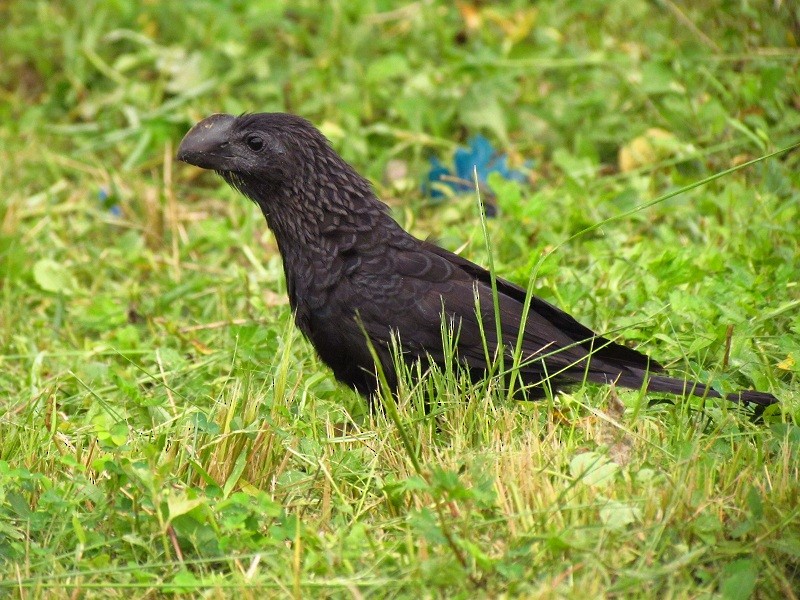 Smooth-billed Ani - ML205213621