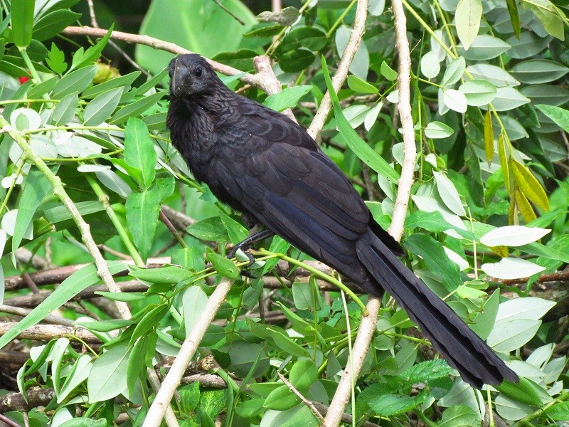 Smooth-billed Ani - ML205213631