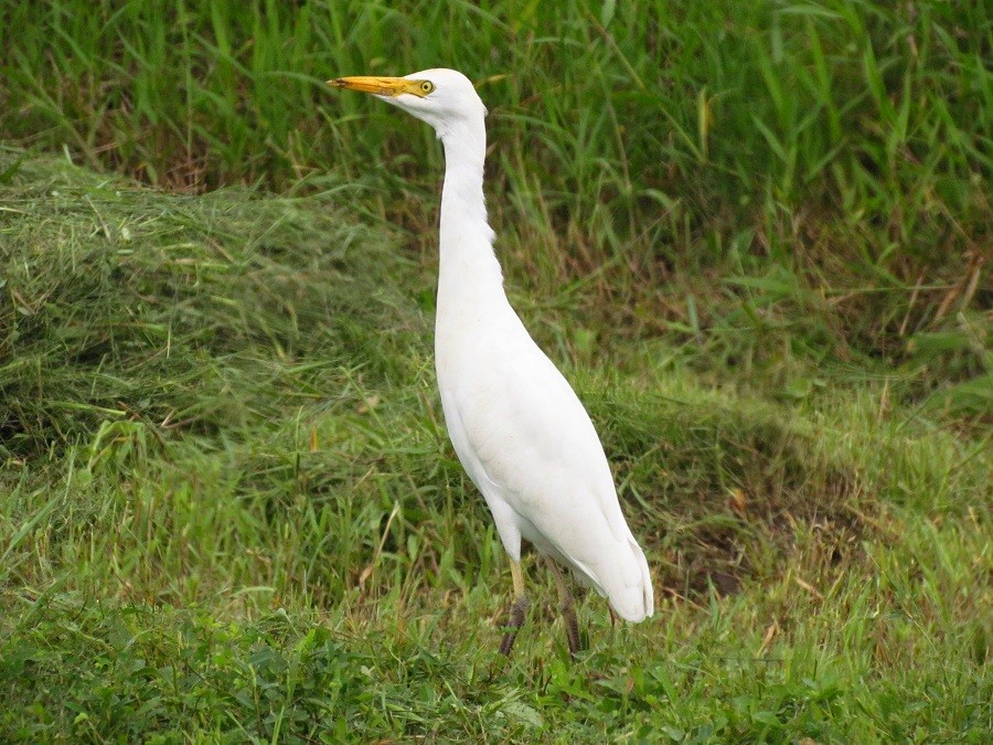 Western Cattle-Egret - ML205213641