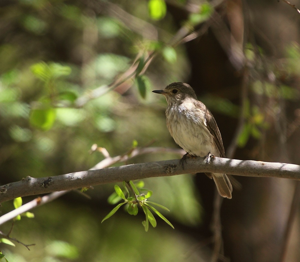 Spotted Flycatcher - ML205214091