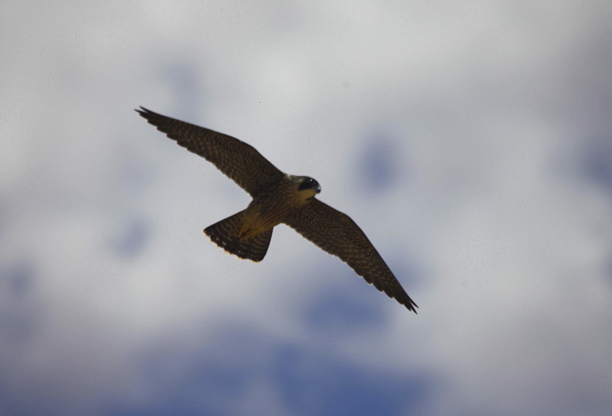 Peregrine Falcon (African) - ML205214101