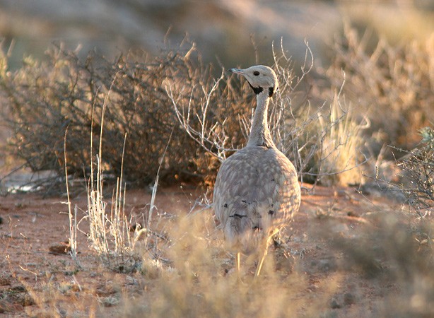 Karoo Bustard - ML205215341