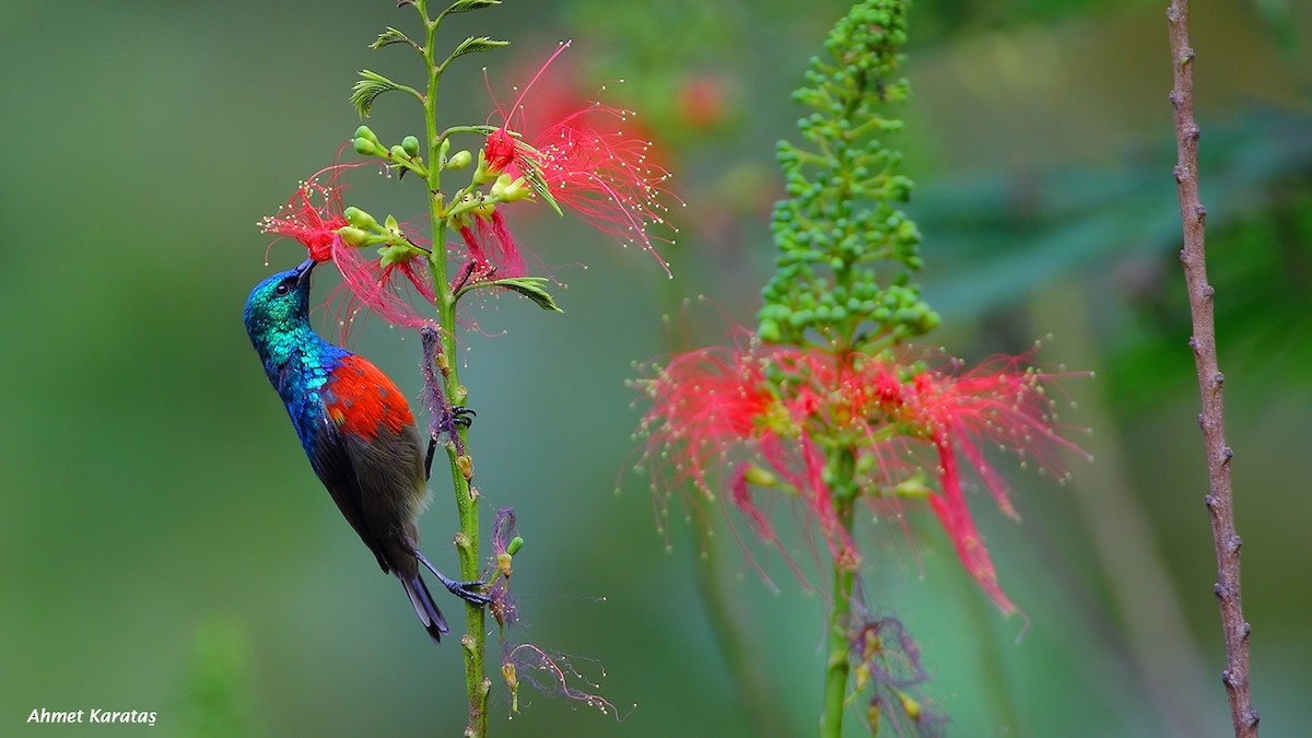 Northern Double-collared Sunbird (Eastern) - ML205215361
