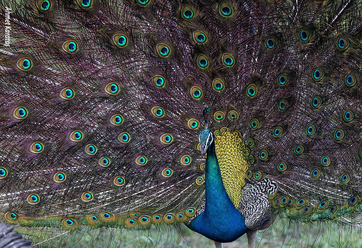 Indian Peafowl - Prof.Dr. Ahmet Karatash