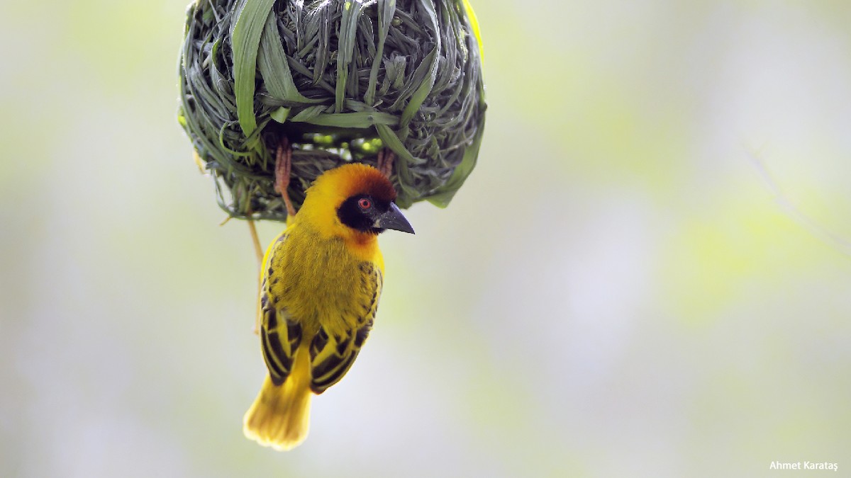 Vitelline Masked-Weaver - ML205215411