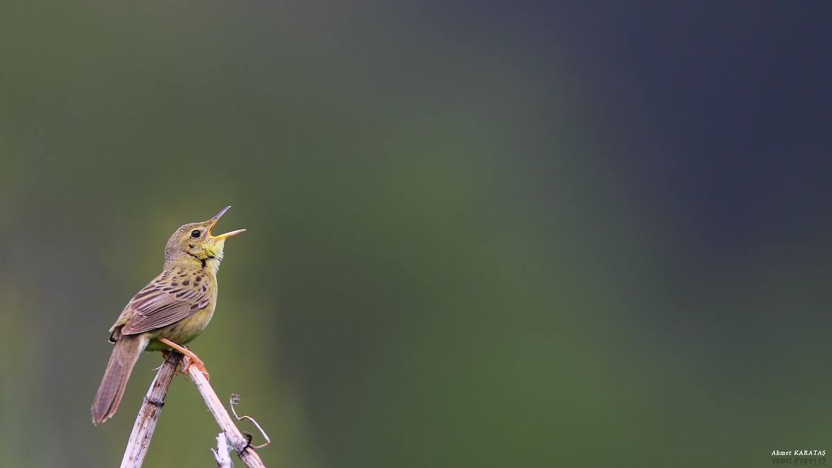 Common Grasshopper Warbler - ML205215551