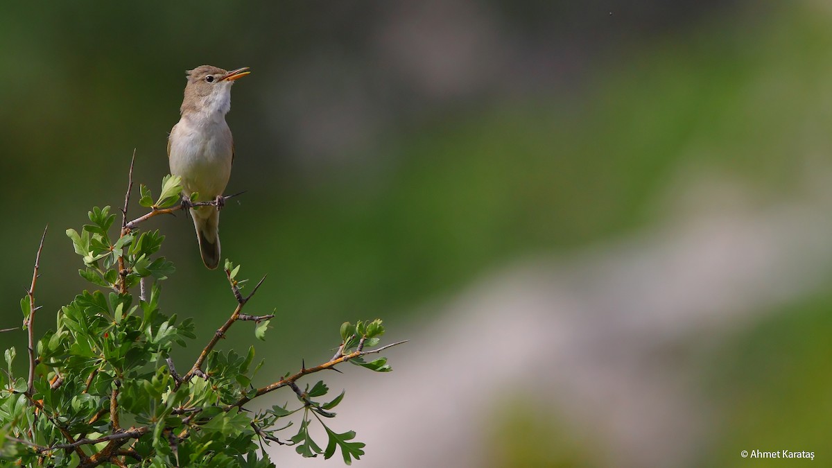 Upcher's Warbler - Prof.Dr. Ahmet Karatash