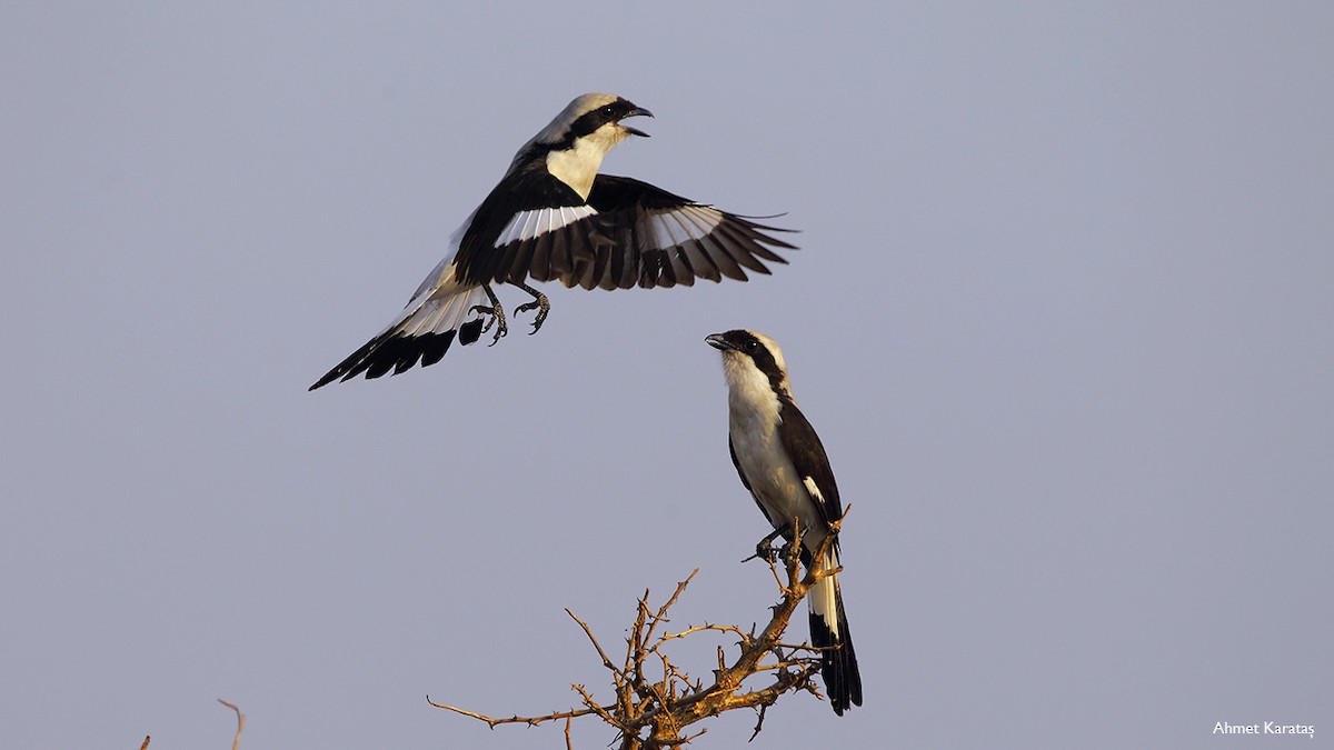 Gray-backed Fiscal - Prof.Dr. Ahmet Karatash