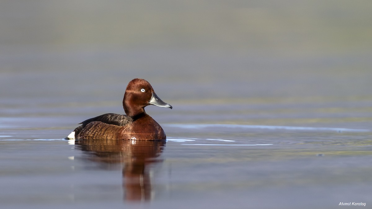 Ferruginous Duck - ML205215611
