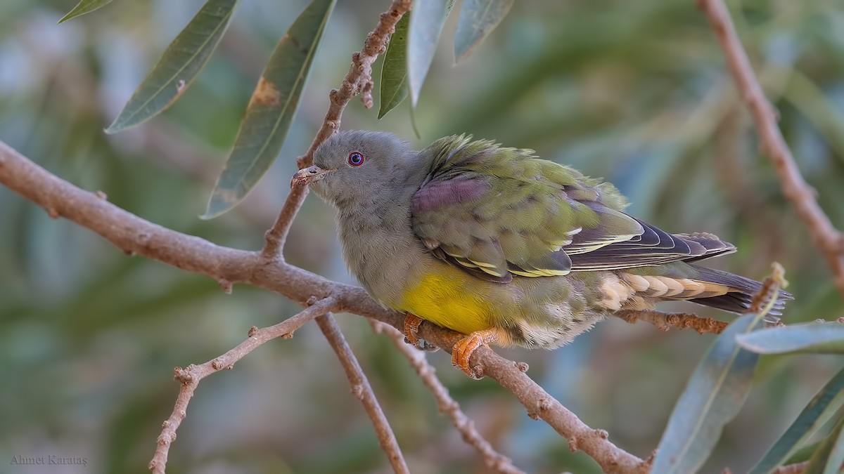 יונה ירוקה ערבית - ML205215621