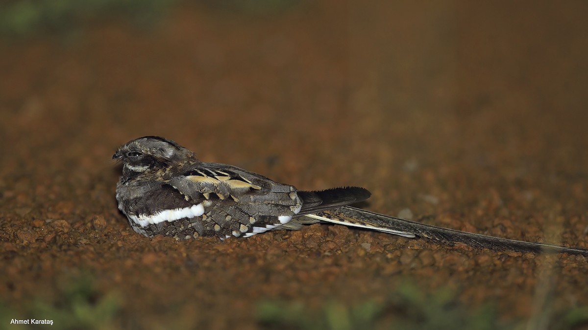 Long-tailed Nightjar - Prof.Dr. Ahmet Karatash