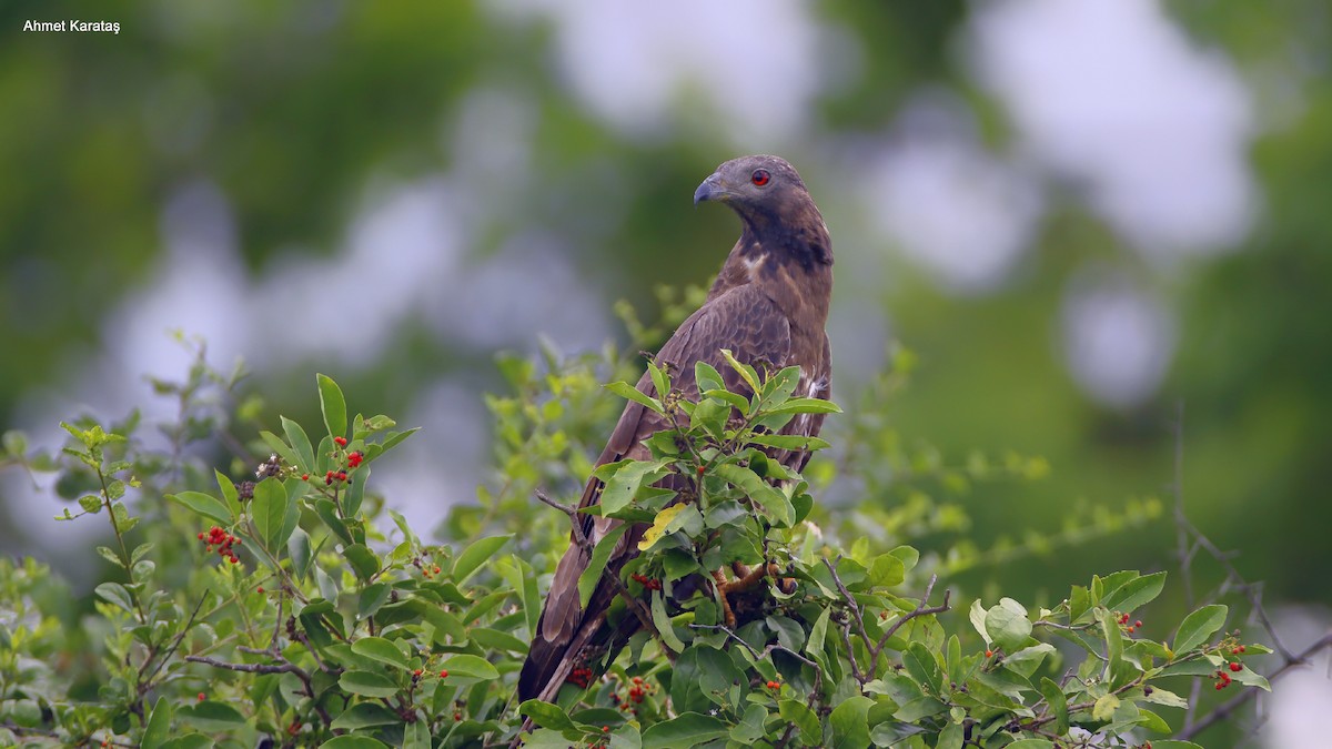 Oriental Honey-buzzard (Indomalayan) - Prof.Dr. Ahmet Karatash